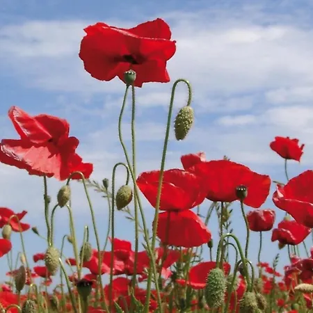 Ostsee Nr 72 Ferienhaus *